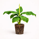 PLANT NOOK Truly Tiny Banana Live Plant Starter Plug 2-Pack | Mini Fruiting Banana for Patio Pots Balconies & Bright Indoor Spaces | Compact 2 to 4 ft | Full Sun to Part Shade