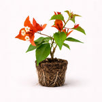 PLANT NOOK Bougainvillea 'Fire Opal' Live Plant Starter Plug 2-Pack | Orange Coral Flowering Compact Climber for Patio & Containers | Fast Growing, Full Sun, Tropical Plant