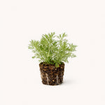 PLANT NOOK Lavender 'Pinnata' Live Plant Starter Plug 2-Pack | Fragrant Purple Flowering Herb for Patio, Garden & Containers | Heat Loving, Drought Tolerant, Full Sun Perennial