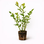 PLANT NOOK Blueberry ONeal Live Plant Starter Plug 2-Pack | Southern Highbush Blueberry | Early Season Berries | Full Sun, Low to Mid Chill