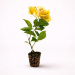 PLANT NOOK Bougainvillea 'Gold' Live Plant Starter Plug 2-Pack | Golden Yellow Flowering Climbing Vine for Garden, Fence & Landscape | Fast Growing, Drought Tolerant, Full Sun Plant