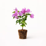 PLANT NOOK Bougainvillea 'Singapore Pink/Silhouette Lilac' Live Plant Starter Plug 2-Pack | Pastel Pink Purple Flowering Climbing Vine for Patio, Trellis & Garden | Compact Growth, Full Sun Tropical