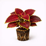 PLANT NOOK Coleus Dipt in Wine Live Plant Starter Plug 2-Pack | Deep Wine Red Leaves with Lime Green Edges | Sun to Shade Foliage Plant | Bold Container Color