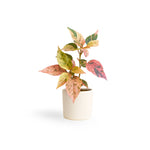 Acalypha