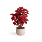 Acalypha