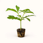Allamanda
