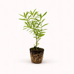 Asclepias Curassavic