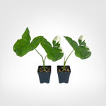 Alocasia Xanthosoma Mickey Mouse Plant 2-Pack Live Starter Plugs Indoor, 12-15in