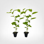 Passiflora Lady Margaret live starter plant