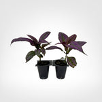 Persian Shield Strobilanthes live starter plant