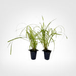 Fireworks Fountain Grass live starter plant