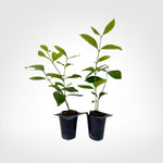 Strawberry Guava live starter plant