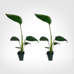 White Bird of Paradise live starter plant