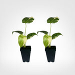 Thai Constellation Monstera (Monstera deliciosa) live starter plant