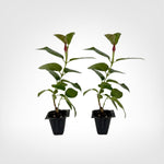 Mandevilla Fury Red live starter plant