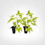 Sweet Potato Vine Compact Margie live starter plant