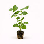 Lantana Camera