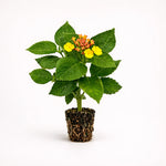Lantana Camera