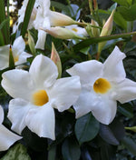 Mandevilla