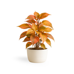 Acalypha