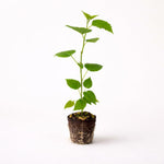 PLANT NOOK Illinois Everbearing Mulberry Live Plant Starter Plug 2-Pack | Sweet Long Mulberries | Self Fertile Fruit Tree | Long Harvest Season | Full Sun Zones 49