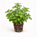 PLANT NOOK Mojito Mint Live Plant Starter Plug 2-Pack | Mentha x villosa Cuban Mint | Classic Cocktail Herb | Strong Aroma | Full Sun to Part Shade