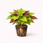 PLANT NOOK Sweet Potato Vine Compact Margie Live Plant Starter Plug 2-Pack | Compact Lime Green Foliage | Trailing Spiller Plant for Pots Borders Hanging Baskets Full Sun