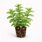 PLANT NOOK Spearmint Live Plant Starter Plug 2-Pack | Mentha spicata Sweet Mint Flavor | Great for Tea Cocktails and Cooking | Full Sun to Part Shade Herb