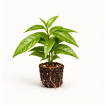 PLANT NOOK Hoan Ngoc Live Plant Starter Plug 2-Pack | Pseuderanthemum palatiferum Vietnamese Herb Plant | Easy Container Grower | Bright Indirect Light