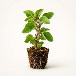 PLANT NOOK Greek Oregano Live Plant Starter Plug 2-Pack | Strong Flavor Culinary Herb | Drought Tolerant Full Sun Herb | Perfect for Pizza Pasta and Sauces