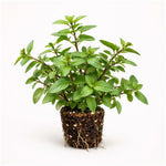PLANT NOOK Chocolate Mint Live Plant Starter Plug 2-Pack | Light Chocolate Aroma Mint Herb | Perfect for Tea Desserts and Drinks | Full Sun to Part Shade