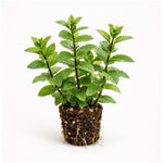 PLANT NOOK Peppermint Live Plant Starter Plug 2-Pack | Mentha piperita Strong Mint Flavor | Great for Tea and Cooking | Full Sun to Partial Shade Herb