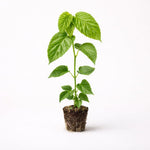 PLANT NOOK Pakistan Mulberry Live Plant Starter Plug 2-Pack | Extra Long Sweet Mulberries | Tropical Subtropical Fruit Tree | Full Sun Warm Climate Orchard Plant