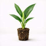 PLANT NOOK White Bird of Paradise Live Plant Starter Plug | Strelitzia nicolai Large Leaf Tropical Plant | Indoor Floor Plant Style | Bright Light Grower