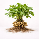 PLANT NOOK Peanut Tree Live Plant Starter Plant | Tropical Outdoor Tree Plant | Unique Foliage Grower | Warm Climate Garden Plant