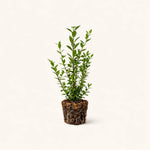 PLANT NOOK Blueberry Rebel Live Plant Starter Plug 2-Pack | Early Ripening Southern Highbush Blueberry | Large Firm Berries | Full Sun Fruit Plant
