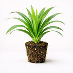 PLANT NOOK Pandan Plant Live Starter Plug | Pandanus amaryllifolius Culinary Herb Plant | Tropical Patio or Indoor Herb | Fragrant Leaves Grower