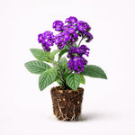 PLANT NOOK Fragrant Delight Heliotrope Live Plant Starter Plug 2-Pack | Purple Lavender Flower Clusters | Strong Vanilla Fragrance | Full Sun Container Annual