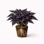 PLANT NOOK Sweet Potato Vine Blackie Live Plant Starter Plug 2-Pack | Deep Purple Black Lobed Leaves | Fast Trailing Spiller for Hanging Baskets Pots Borders Full Sun