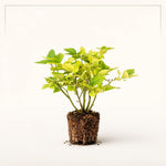 PLANT NOOK Blueberry Spring High Live Plant Starter Plug 2-Pack | Early Season Southern Highbush Blueberry | Very Large Fruit | Low Chill Variety