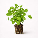PLANT NOOK Catnip Live Plant Starter Plug 2-Pack | Nepeta cataria Herb | Cat Friendly Plant | Pollinator Flowers for Bees and Butterflies | Full Sun