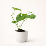 PLANT NOOK Aristolochia Gigantea (Dutchman's Pipe) Live Plant Starter Plug 2-Pack | Giant Burgundy & Cream Veined Flowers, Fast Twining Tropical Vine for Trellis & Patio Pots |