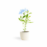 PLANT NOOK Plumbago Imperial Blue (Plumbago auriculata) Live Plant Starter Plug 2-Pack | Sky Blue Flower Clusters, Evergreen Mounding Shrub | Full Sun to Partial Shade | Drought Tolerant