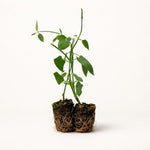 PLANT NOOK Tropical Milkweed Silky Red (Asclepias curassavica) Live Plant Starter Plug 2-Pack | Deep Red & Yellow Flower Clusters, Monarch Host Plant for Butterfly Gardens