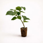 PLANT NOOK Lantana Camara Dallas Red Live Plant Starter | Red-Orange-Yellow Flower Clusters, Long Bloom Season | Full Sun, Heat & Drought Tolerant | Pots, Baskets, Borders | Pollinator Plant