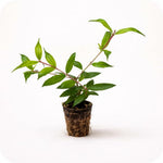 PLANT NOOK Wonderful Pomegranate Tree (Punica granatum Wonderful) Live Plant Starter Plug 2-Pack | Large Deep-Red Fruit with Juicy Arils, Ornamental Red Flowers | Edible Shrub