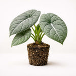 PLANT NOOK Alocasia Maharani Live Plant Starter Plant | Rare Jewel Alocasia Houseplant | Thick Textured Leaves | Bright Indirect Light Tropical Plant