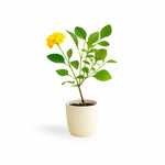 PLANT NOOK Chapel Hill Yellow Lantana (Lantana Camara) Live Plant Starter | PP#19548 | Yellow Flower Clusters with Deeper Golden Center | Low Spreading Groundcover for Pots, Baskets & Borders