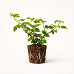 PLANT NOOK Arapaho Thornless BlackBerry Live Plant Starter Plug 2-Pack | Early Ripening Erect Berry Bush with Small Seeds | Home Orchard Fruit Plant | Full Sun