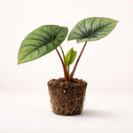 PLANT NOOK Alocasia Platinum Live Plant Starter Plug | Silver Tone Alocasia Houseplant | Rare Tropical Indoor Foliage Plant | Bright Indirect Light